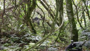 Bwindi (1)