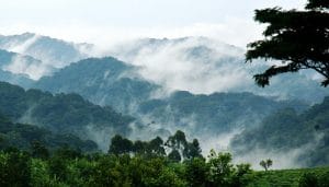 Bwindi-Impenetrable-National-Park1 (1)