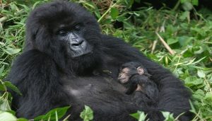 gorilla-Tour (1)