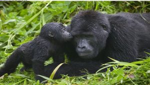 gorilla-kisses (1)