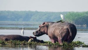 murchison-falls-national-park-uganda-safari-hippos (1)