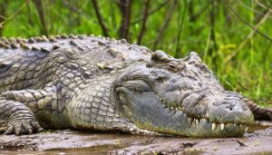 nile-crocodile-murchison-falls-national-park (1)