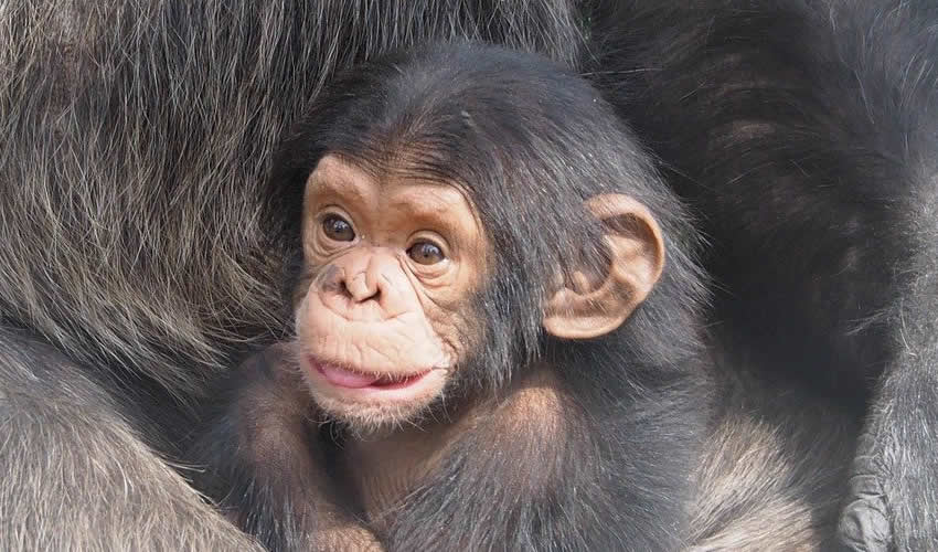 5 Days Chimpanzees and Gorilla Uganda