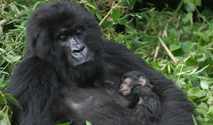 6 Days Uganda Rwanda Gorilla Trek