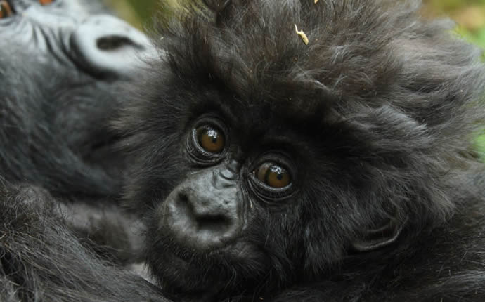 4 Days Luxury Rwanda Gorilla Trek