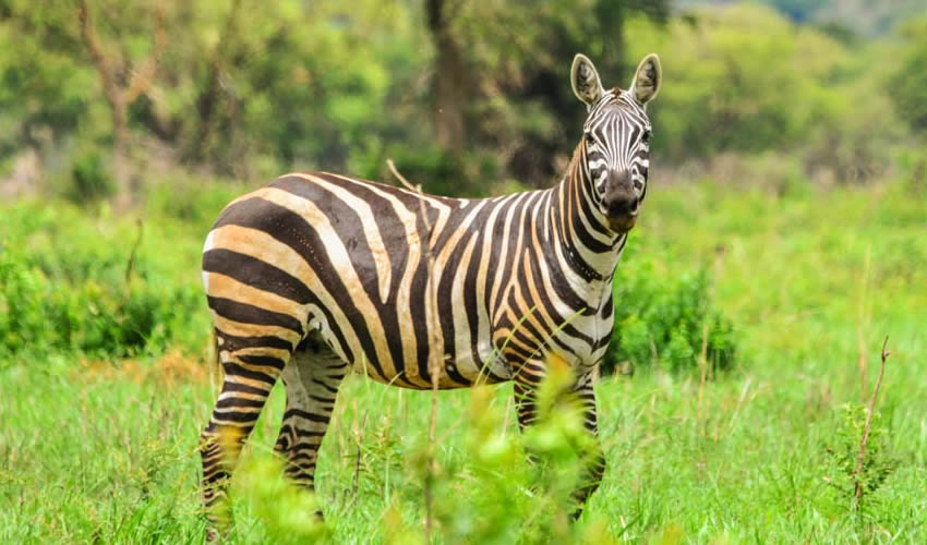 Uganda Nature and Wildlife Conservations