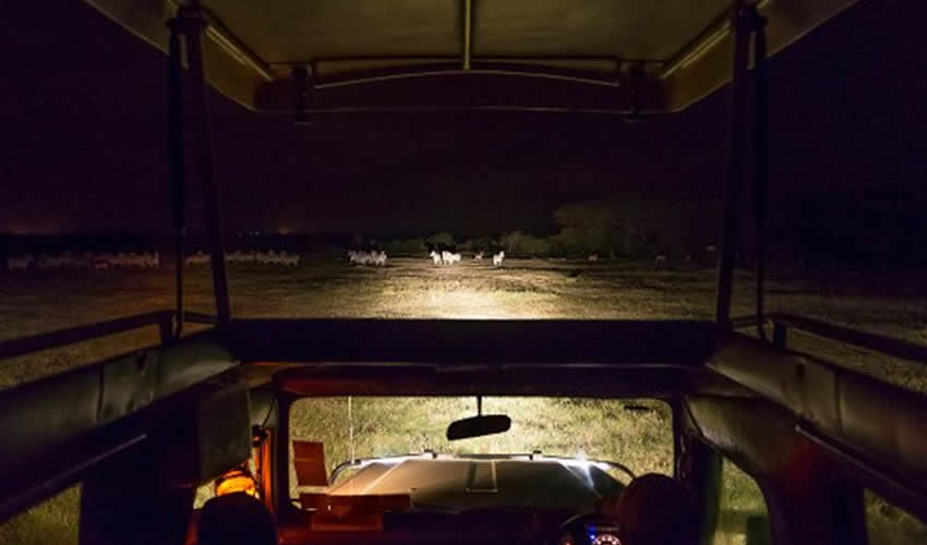 Night Game Safari