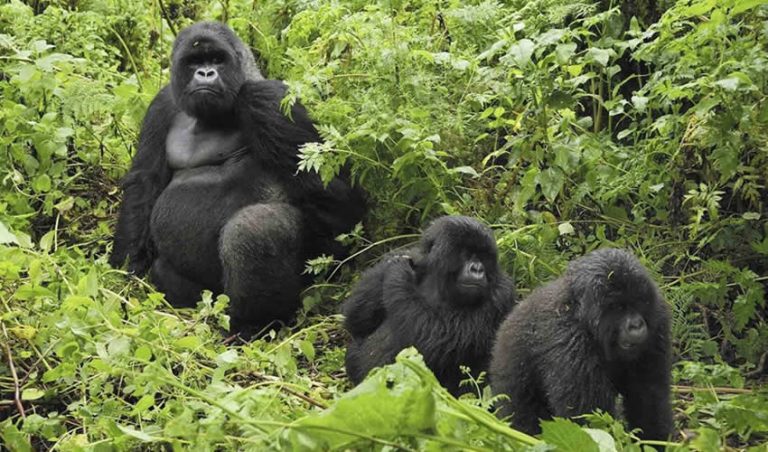 Things You Need To Know About Gorilla Tracking