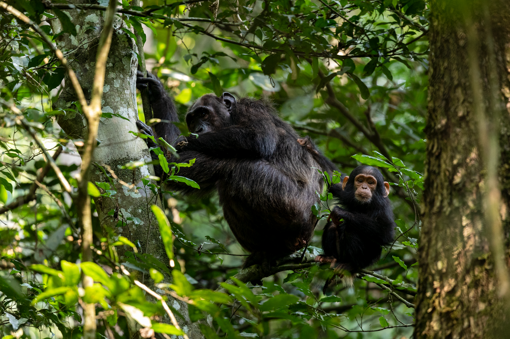 Primates Exclusive Uganda Safari