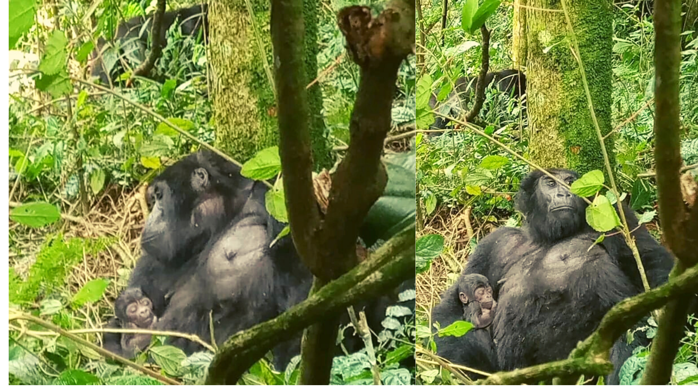 New Baby Mountain Gorilla Alert